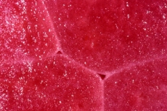 FP-16-WATER-MELLON_rev_01